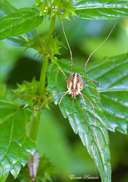 Phalangiidae:  cfr. Mitopus morio